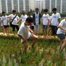 매탄초등학교 이미지