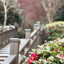 동백바다 이미지