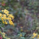 산국 Chrysanthemum seticuspe (Maxim.) Hand.-Mazz. 이미지