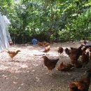 신천농장 이미지