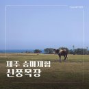 신풍목장 | 제주도 승마체험 당일방문도 가능한 제주 바다뷰 승마장 신풍목장 내돈내산 강추 후기