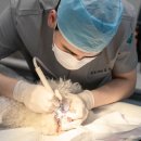 대신동물병원 이미지