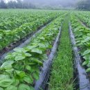 돌고지농장 이미지