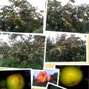 서촌농장 이미지