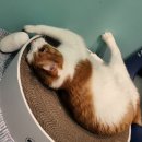 편하개 놀다가냥 이미지