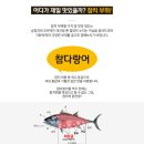 조선참치 이미지