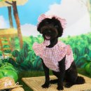 베지베비