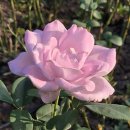 장자호수공원 장미원 이미지