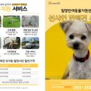 선샤인 반려견 유치원 이미지