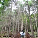 편백나무숲 이미지