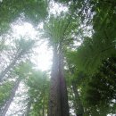 레드우드 이미지