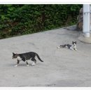 우리집 야옹이 이미지