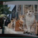 광양 궁시장 이미지