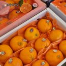 선물같은오늘 비하점 | 청주과일가게 제주 고당도 레드향 3kg 선물세트부터 가정용까지, 오늘의과일 비하점