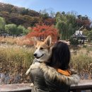 샤워앤독 이미지