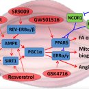 Re: Exercise Mimetics(운동효과약물): Impact on Health and Performance 이미지