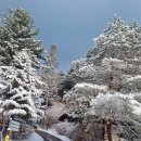 설경산수화 | 설경이 아름다운 자연휴양림 모음 zip - 겨울 가족여행 추천