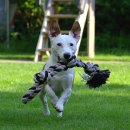 안산동물병원 이미지