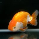 채형농장 이미지