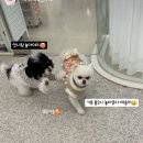 글로리 애견 유치원 이미지