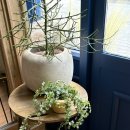 바움스터디 | 판교역꽃집 바움앤블룸 가드닝원데이클래스 후기