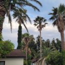 야자수 펜션 민박 이미지