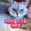 모여봐요 고양이 카페 이미지