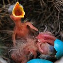 빛의 둥지 이미지