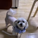 마산애견 이미지