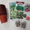 자라는 씨앗 | 루꼴라 상추 엇갈이상추 씨앗 발아부터 밭 이식 까지 지피펠렛 사용 후기