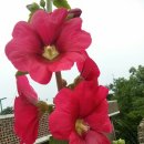 장창수농장 이미지