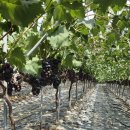 자옥농장 이미지