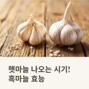 고흥시장A | 햇마늘 나오는 시기, 흑마늘 효능 제대로 알고 챙기세요