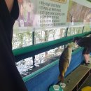 물고기마을 티스토리