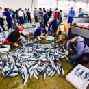 묵호항 자연산 수산물 판매시장 이미지