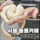 거북이네 | 서울 동물카페 수유 쥬니버스 | 아이와 가볼만한 곳 파충류 체험 후기