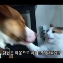 멍멍아 야옹해봐 이미지