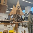 예뻐질:개&고양이카페 이미지