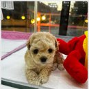 미니퍼피 이미지