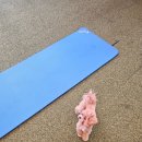 빅토리아펫 강아지고양이 잠실점 | 빅토리아펫 강아지고양이 잠실점 / 도그마루 잠실 / 말티푸 중성화