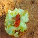 배암농장 이미지