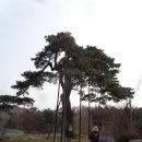 백운장뇌삼관광농원 이미지