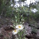 대천천1 이미지