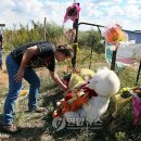 백인농장 이미지