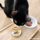 고양이 주식캔 모찌네 챱챱 후기! 저렴하고 잘 먹어서 길고양이 밥으로 딱이에요