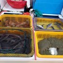 갈매기초장 이미지