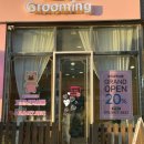 꼬미네 펫샬롱 애견미용 | 53. 우주의 반려견 스피츠 호찌 (대전 관저동 꼬미네 펫샬롱 애견미용 내돈내산)