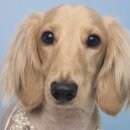 호다닥쑥 이미지