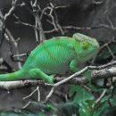 카멜레온 이미지