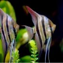 골든엔젤 이미지